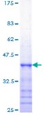 SDS-PAGE (HFE-4721H).jpg